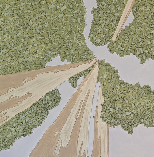Under the Redwoods (60 x 60)